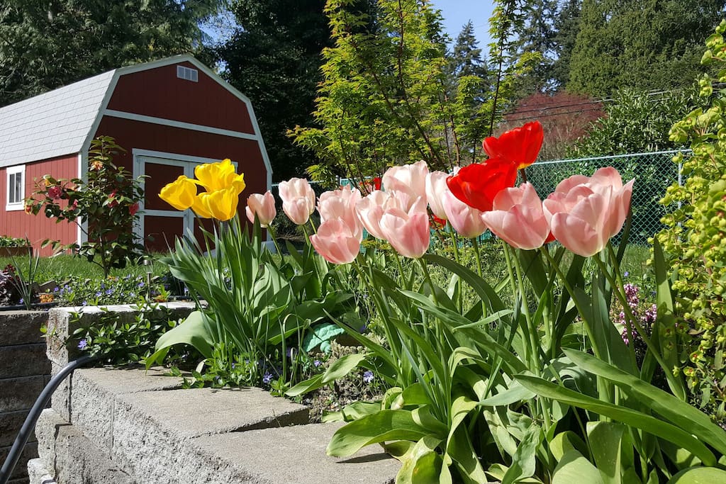 Flowers in the spring