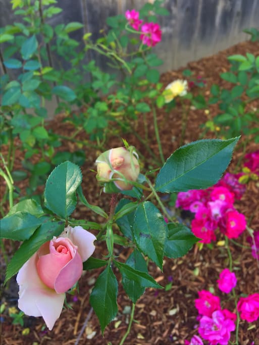 Roses in garden