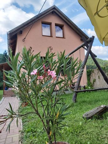 An exterior view of a muted pink house surrounded by vibrant green grass and plants. A flowering oleander adds color in the foreground, while a wooden swing set can be seen in the side yard. The structure features multiple windows that allow natural light.