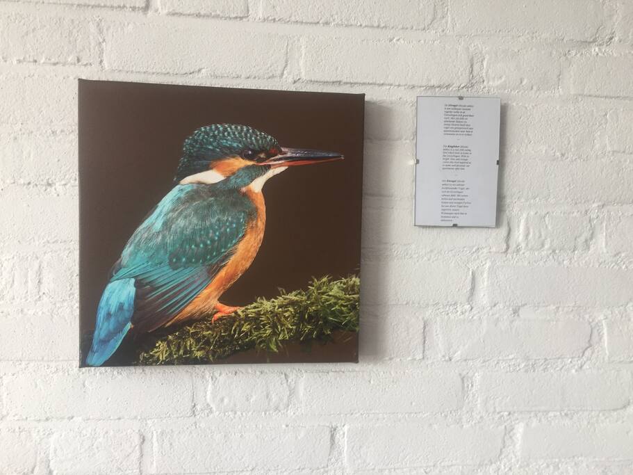 De IJsvogel