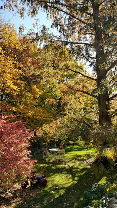The back yard with a gorgeous Dawn Redwood tree.