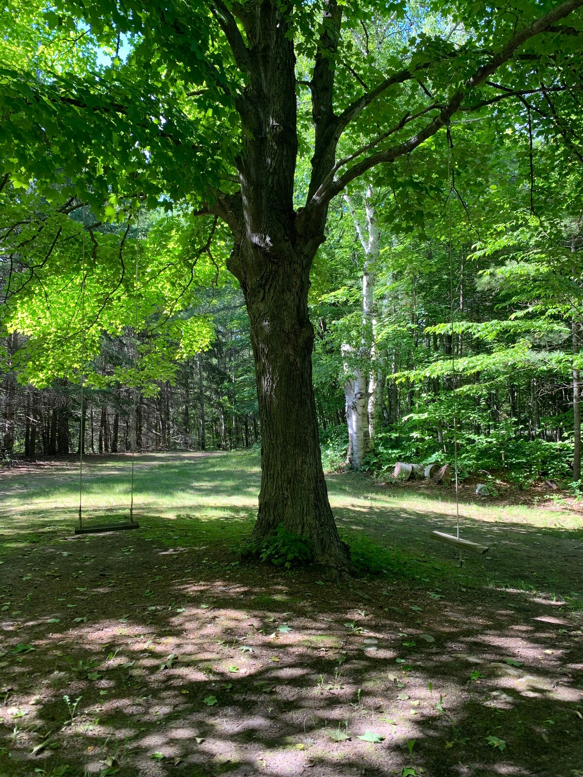 A large tree stands prominently in a lush green area, with dappled sunlight filtering through the leaves. Two swings are attached to the tree, suspended and waiting for use, while a soft carpet of grass and foliage surrounds the base.