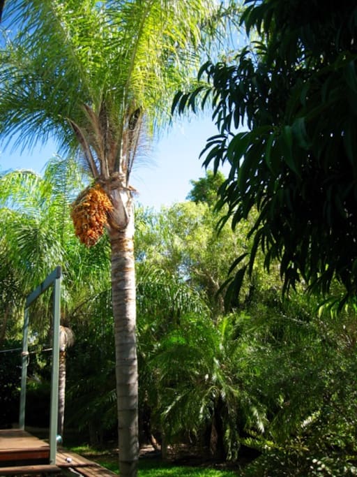 Lakeswood is a one hectare mini oasis.