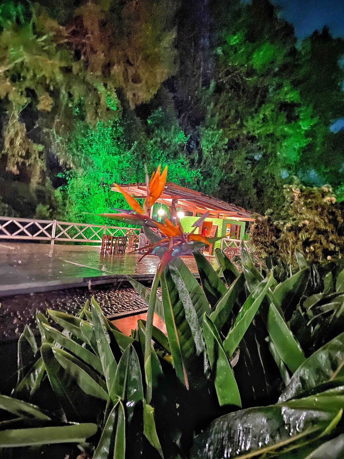 A tropical garden is captured at night, featuring vibrant foliage in the foreground. A cabin is visible in the background, softly lit with green lighting that contrasts against the dark surroundings. The scene evokes a peaceful atmosphere, surrounded by trees.