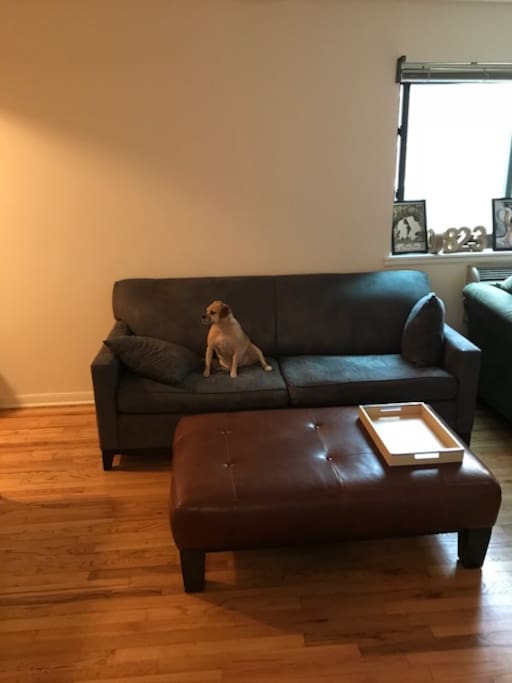 Animal loving apartment