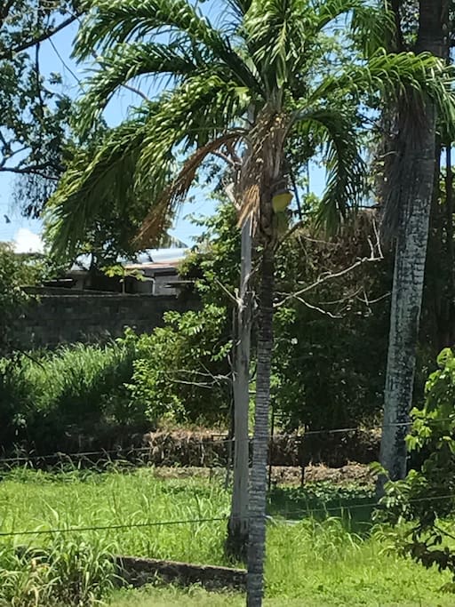 Parque detrás de casa