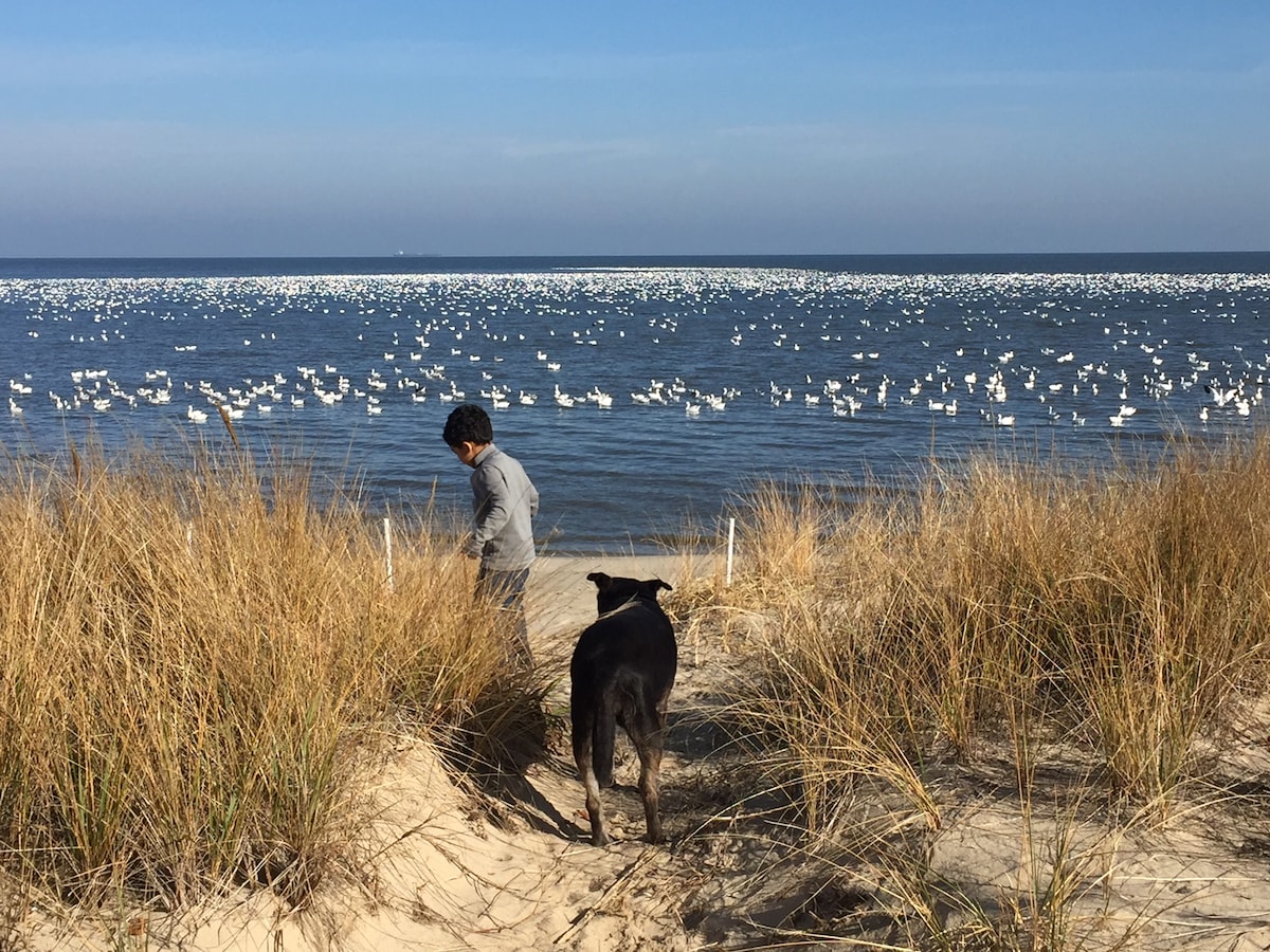 A sandy path leads to the beach, framed by tall grasses. In the foreground, a person and a dog approach the shoreline, where numerous birds are visible on the water's surface, creating a serene coastal scene against a clear blue sky.