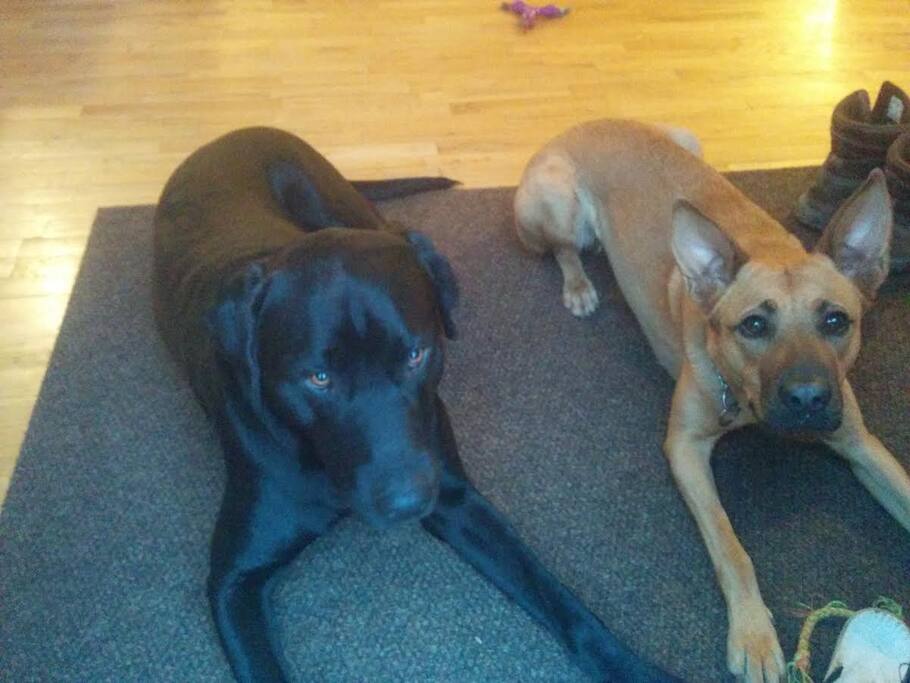 Les co-propriétaires de la maison :)