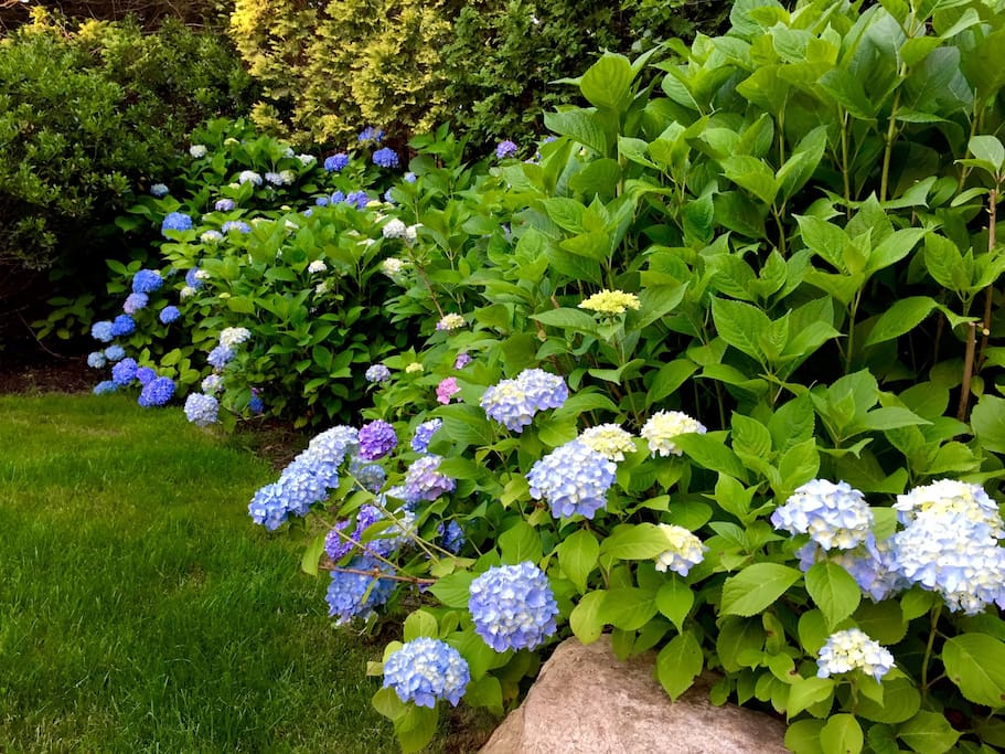 Front yard in full bloom