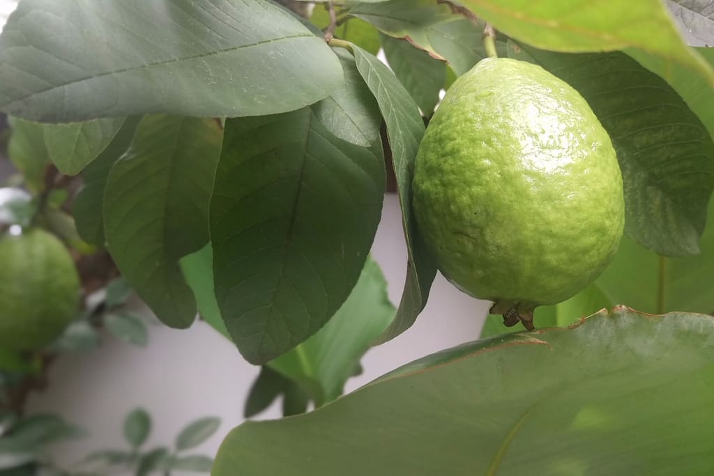 Our red guava in the garden can be your medicinal fruit good for your digestive health, immune system and blood pressure