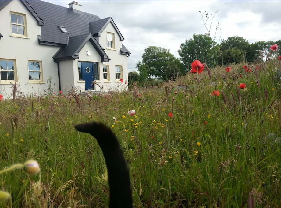 My house. Spring meadow! (Tail belongs to Bertie my cat)