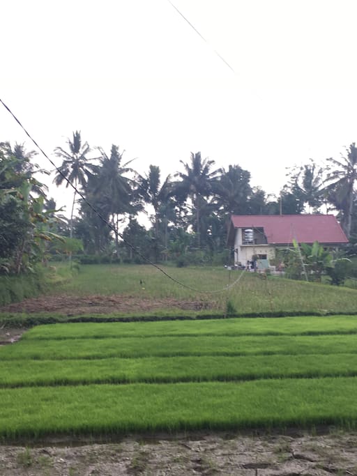 House surrounded by paddy fields