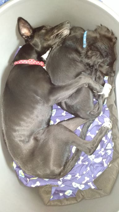 Our friendly dogs x