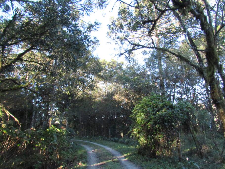 Bosque na chegada da casa.