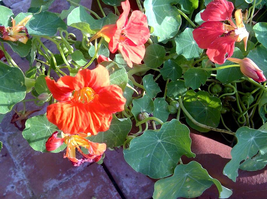 NUSTURTIUMS AT PORINI
