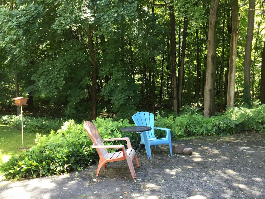 Backyard forest view.