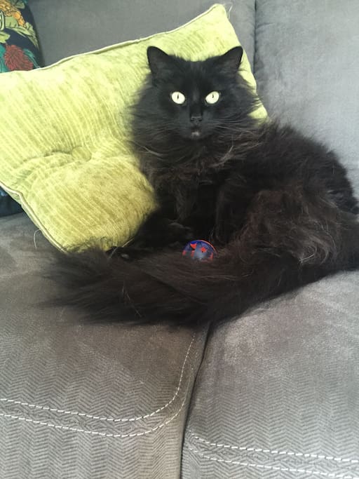 Ming Lee. Resident cat.