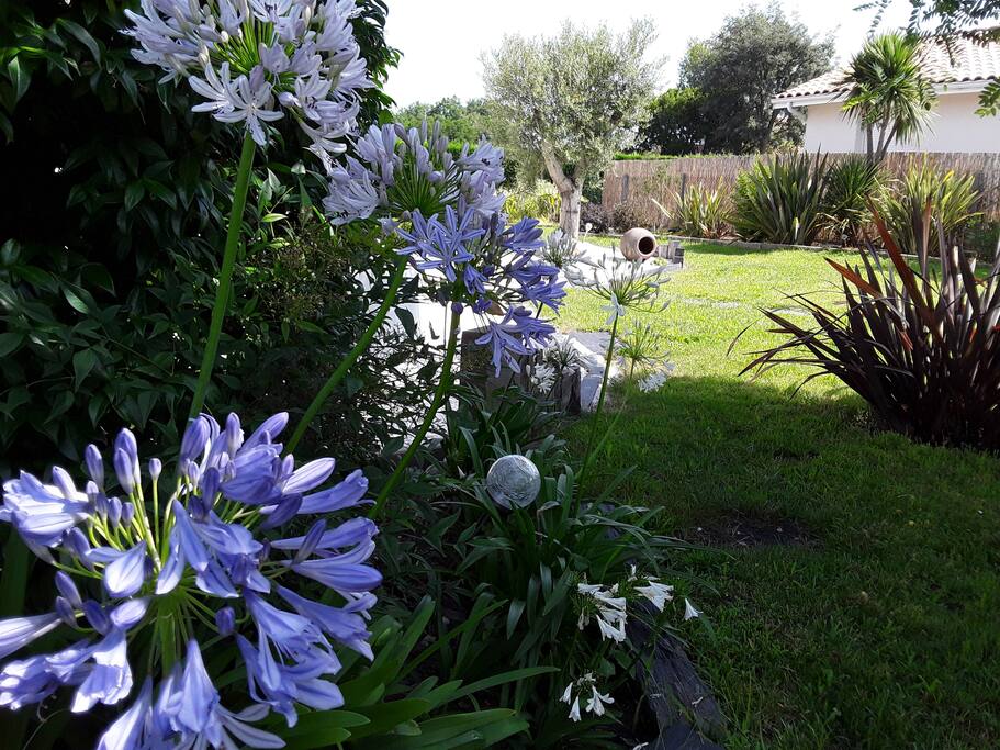 agapanthes
