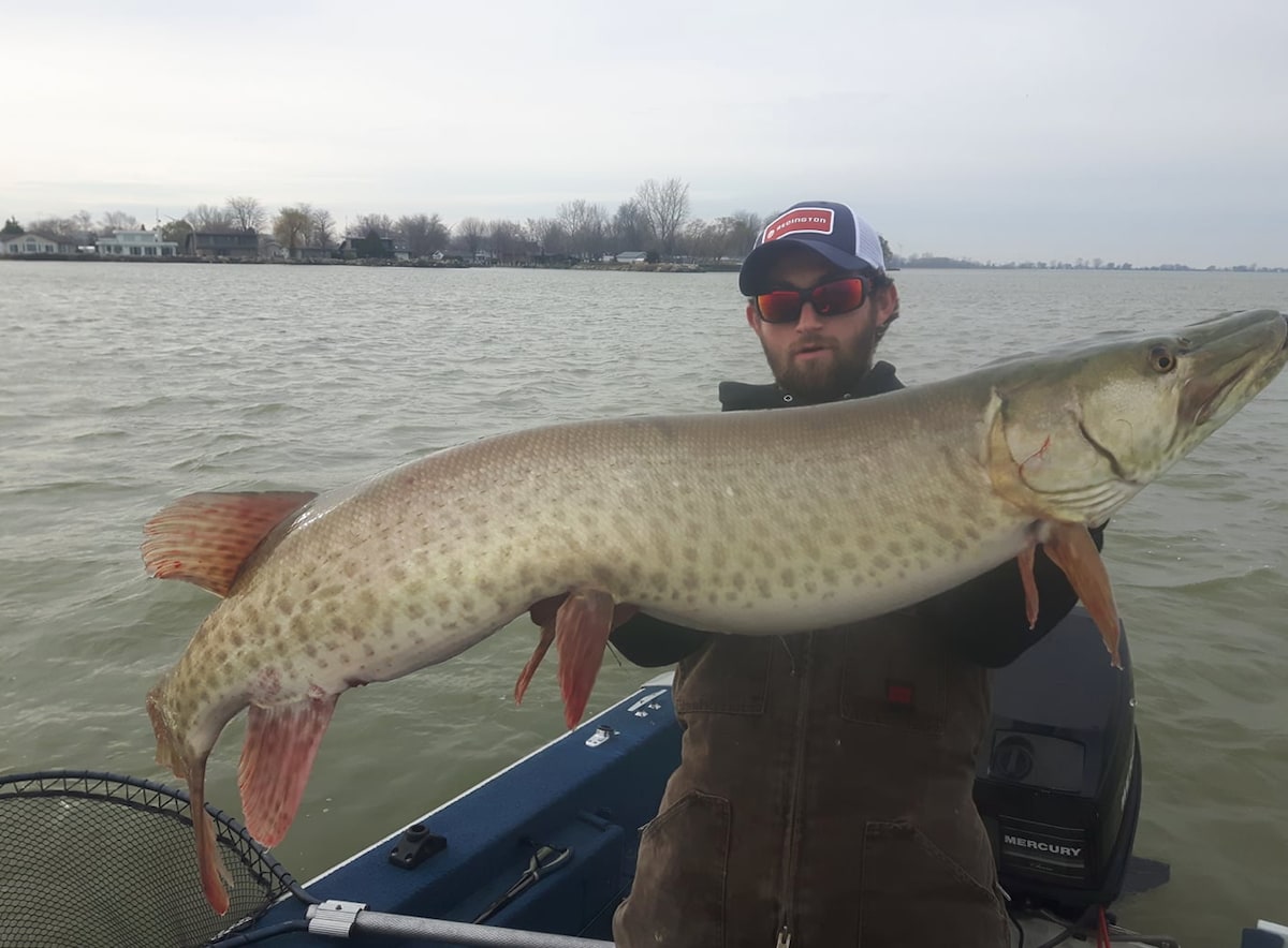 A person is holding a large fish, identified as a muskellunge, out of the water. The fish displays distinct markings and a long, streamlined body. The background consists of a calm water body with a distant shoreline lined with trees and buildings under a cloudy sky.