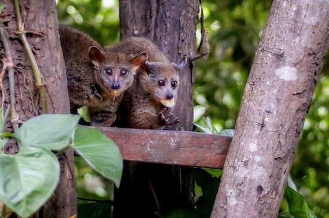 Get Close to Nature  - Bushbaby Cottage