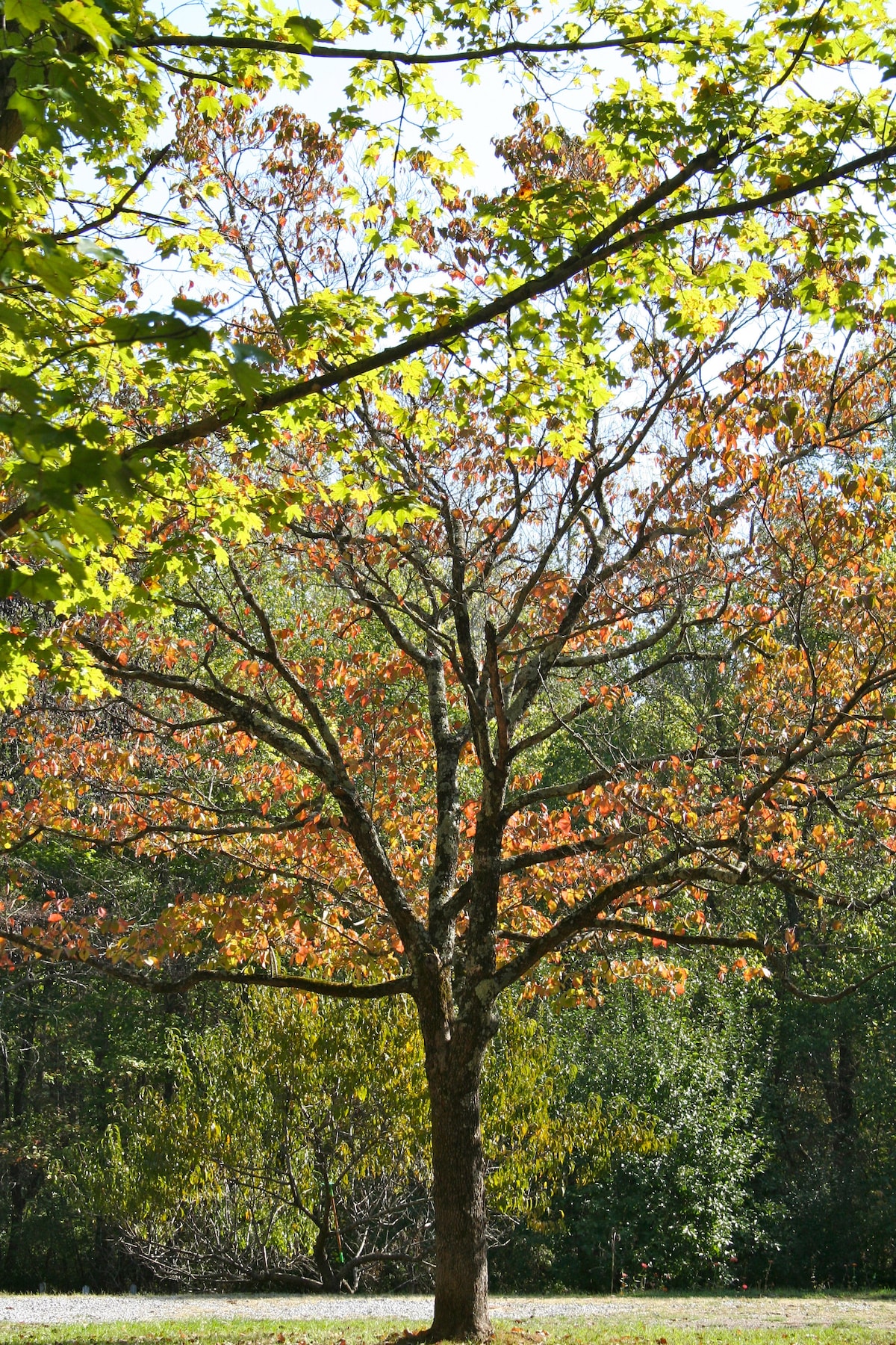 A solitary tree with a sturdy trunk displays leaves transitioning from vibrant green to warm autumn hues of orange and yellow. The background showcases a blend of lush greenery, contributing to a serene natural setting.