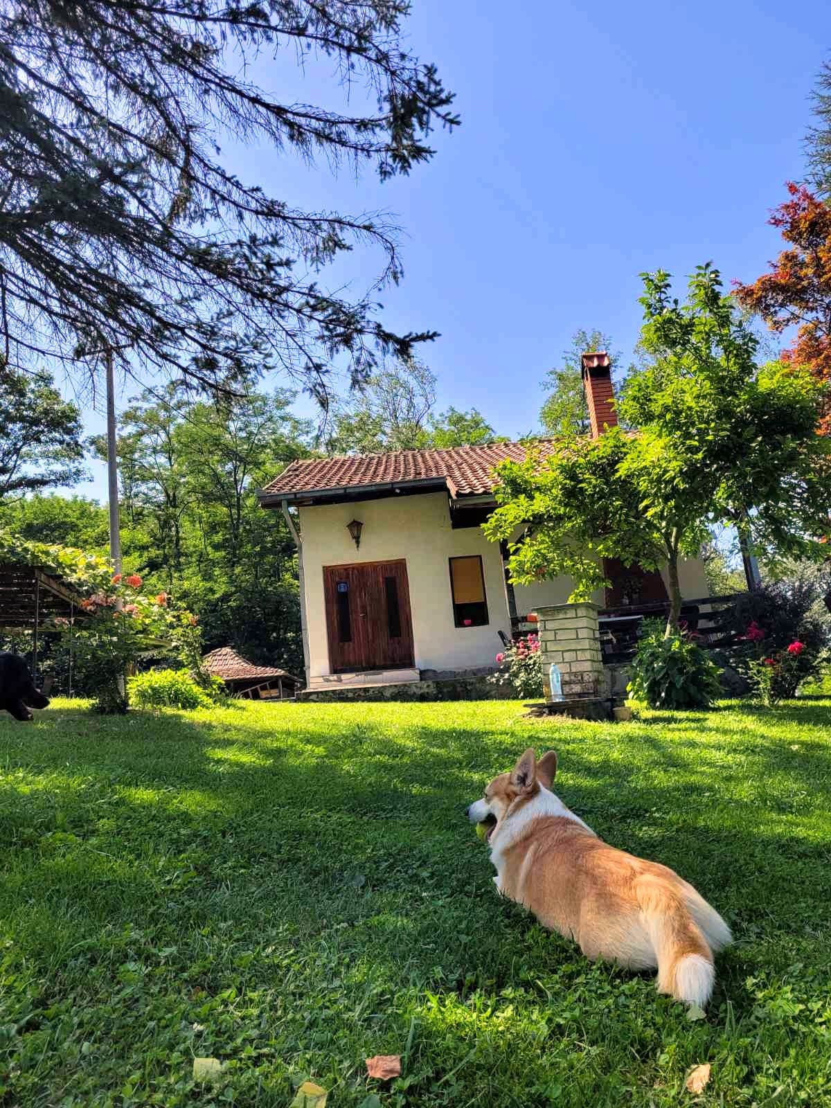 A charming house is set amid a lush green lawn, surrounded by various trees and vibrant flowers. A pet dog is seen lounging peacefully, with clear blue skies overhead and gentle sunlight filtering through the leaves, creating a serene outdoor environment.