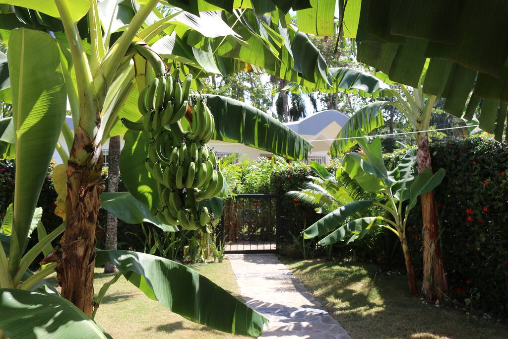 Bananas getting ready!