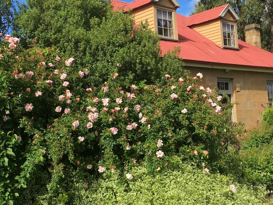 Early spring flowering at cherry villa