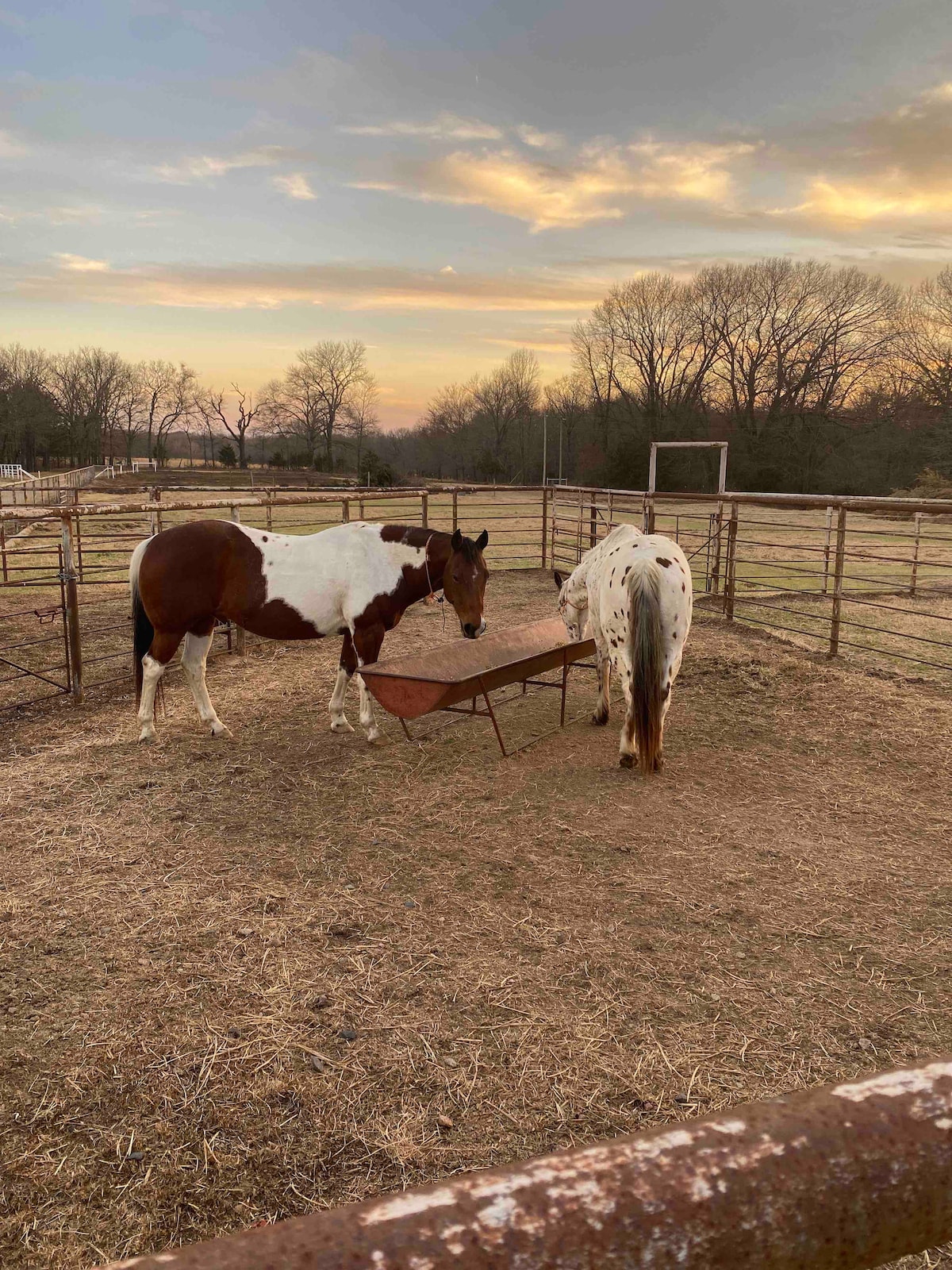 Two horses are seen grazing in an open pasture surrounded by fencing. The landscape features shallow grass and dirt ground, complemented by a warm sunset sky with scattered clouds. A weathered wheelbarrow is positioned between the horses, providing a rustic touch to the serene setting.