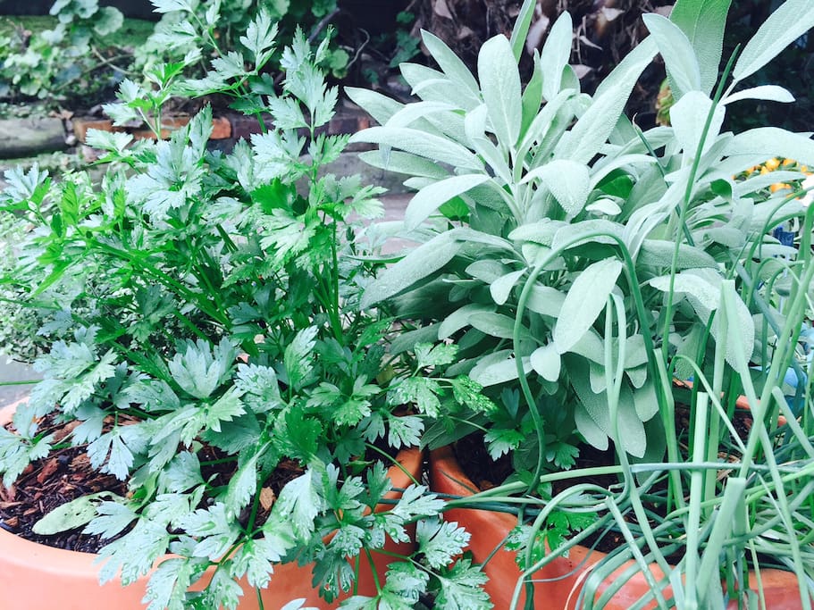 An extensive potted herb garden to add flavour to your cooking
