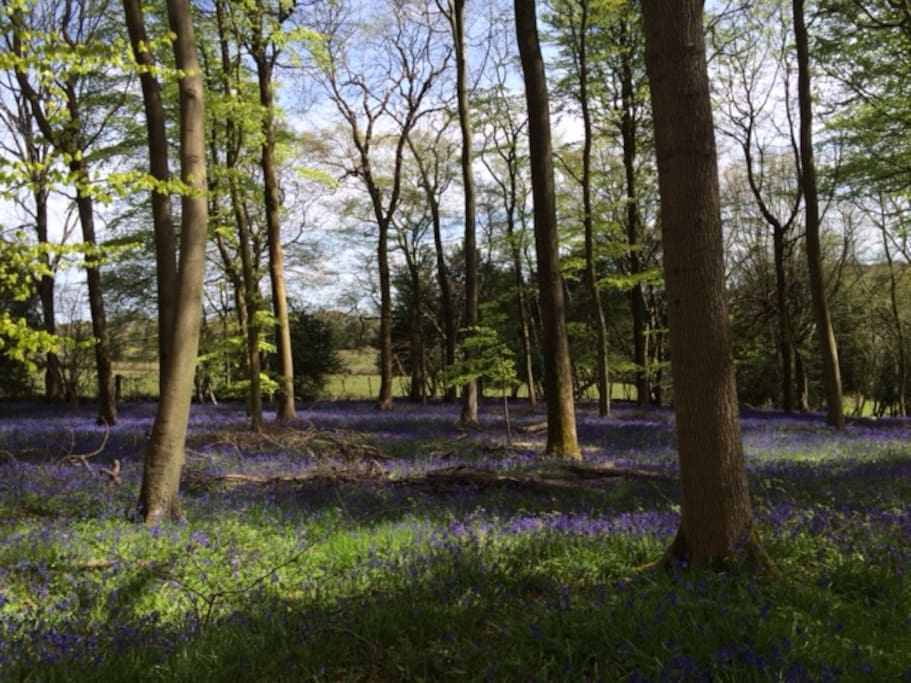 beautiful bluebells in our wood , ready for you to walk in.