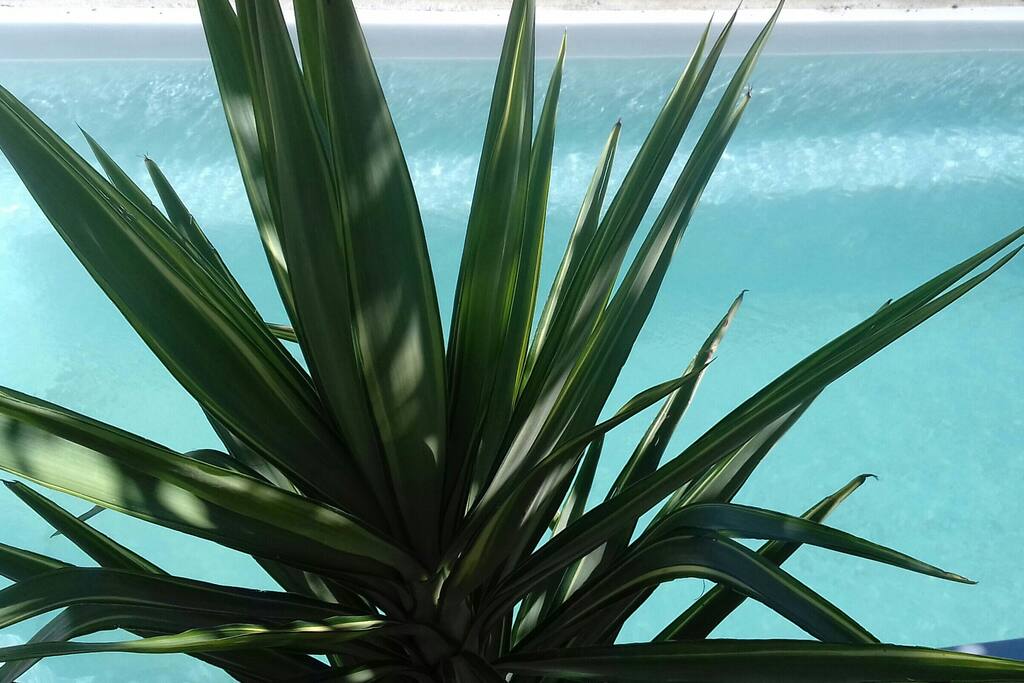 La piscine