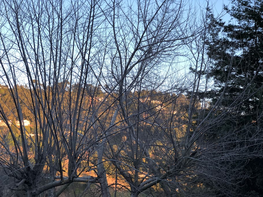 A Quiet East Bay Hills View
