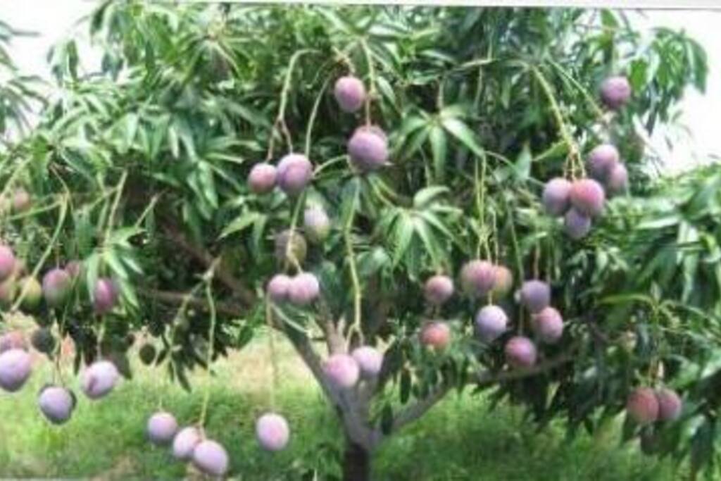 camp among the Fruit Trees