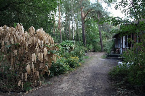 Mitten im Wald - Künstlerdomizil im Norden Berlins