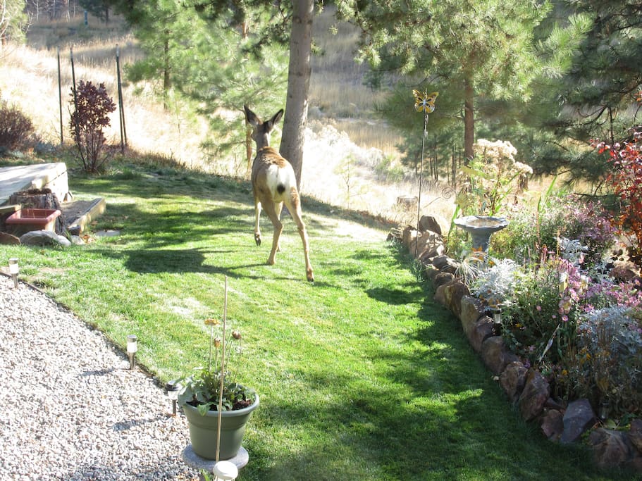 Deer come and go so quickly....fun to see them in yard.
