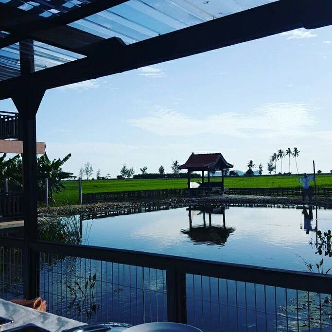 Overlooking padi field