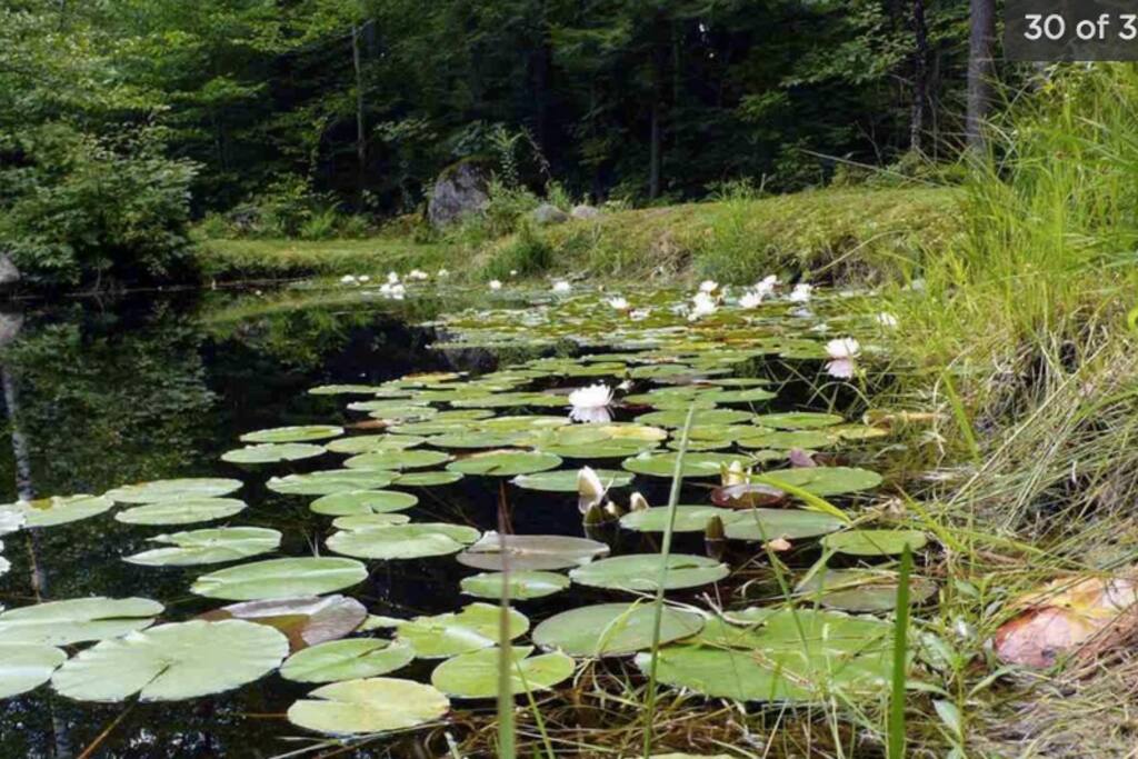 Backyard pond with lily pads in bloom in summer