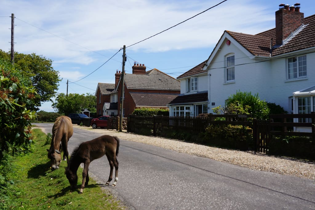 Ponies in the lane