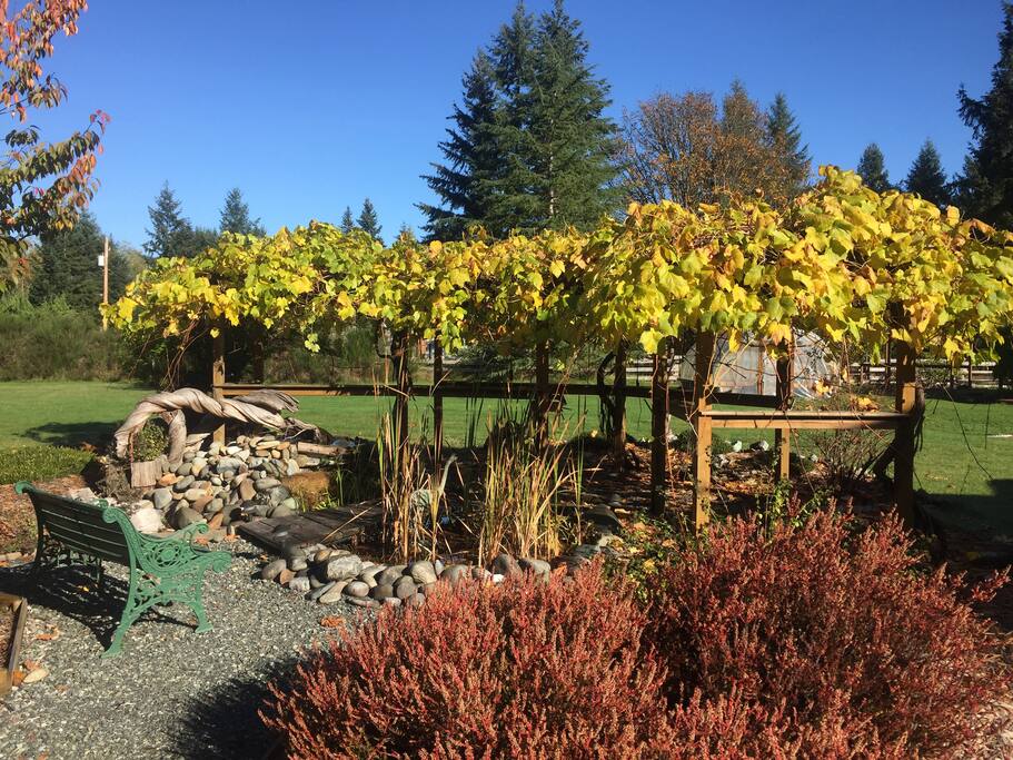 Front garden with pond, waterfall, and grape trellis