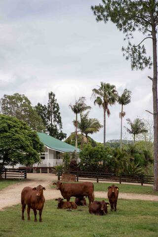 Black Cockatoo Bangalow gallery image 2