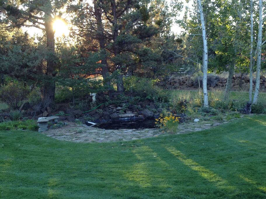 Back yard pond