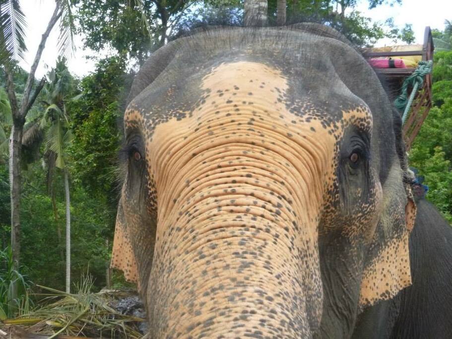One of our beautiful neighbours