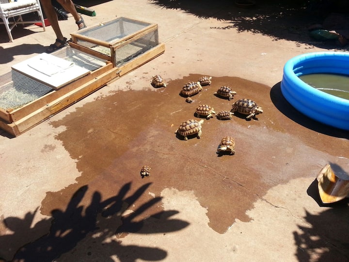 Lanai City Vacation Rentals House and Guest House Rentals Airbnb