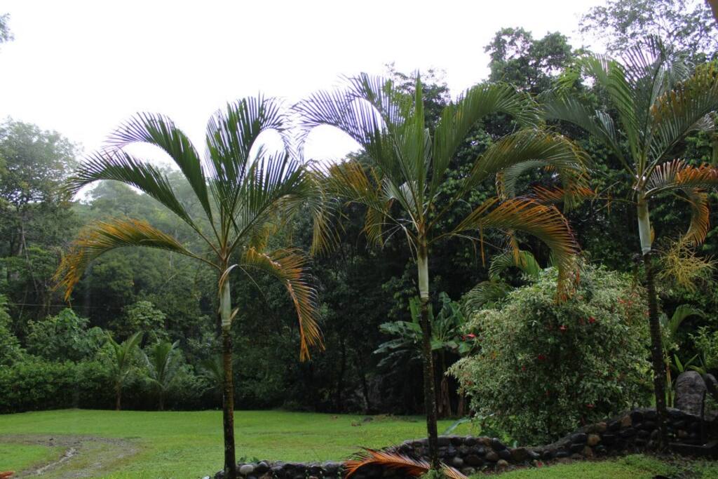 garden - jardines
