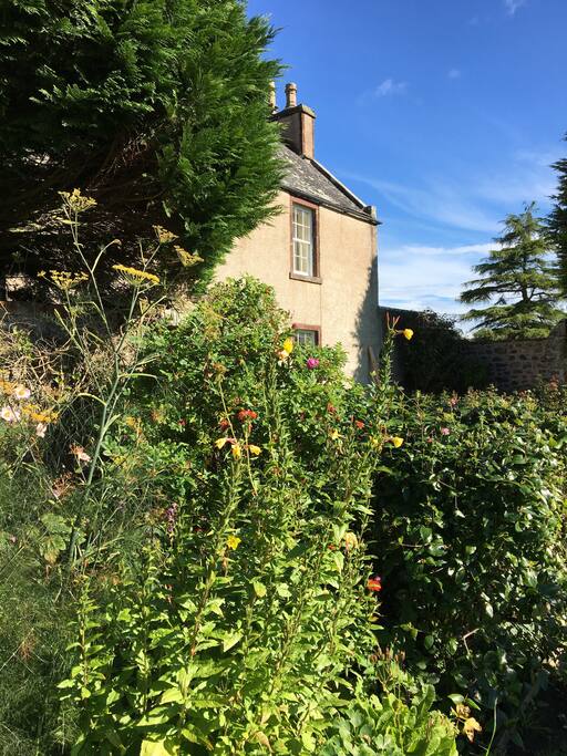 Borders of perennials in the walled gardens