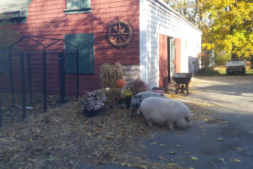 Wilbur and Donut - fun to feed and brush.
