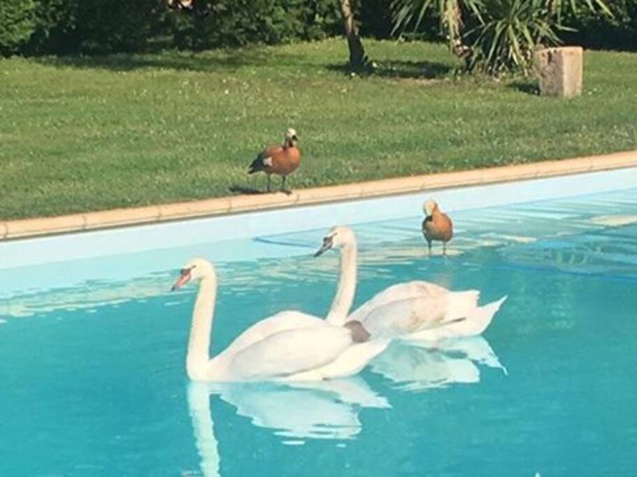 Swans Prefer Heated Pools