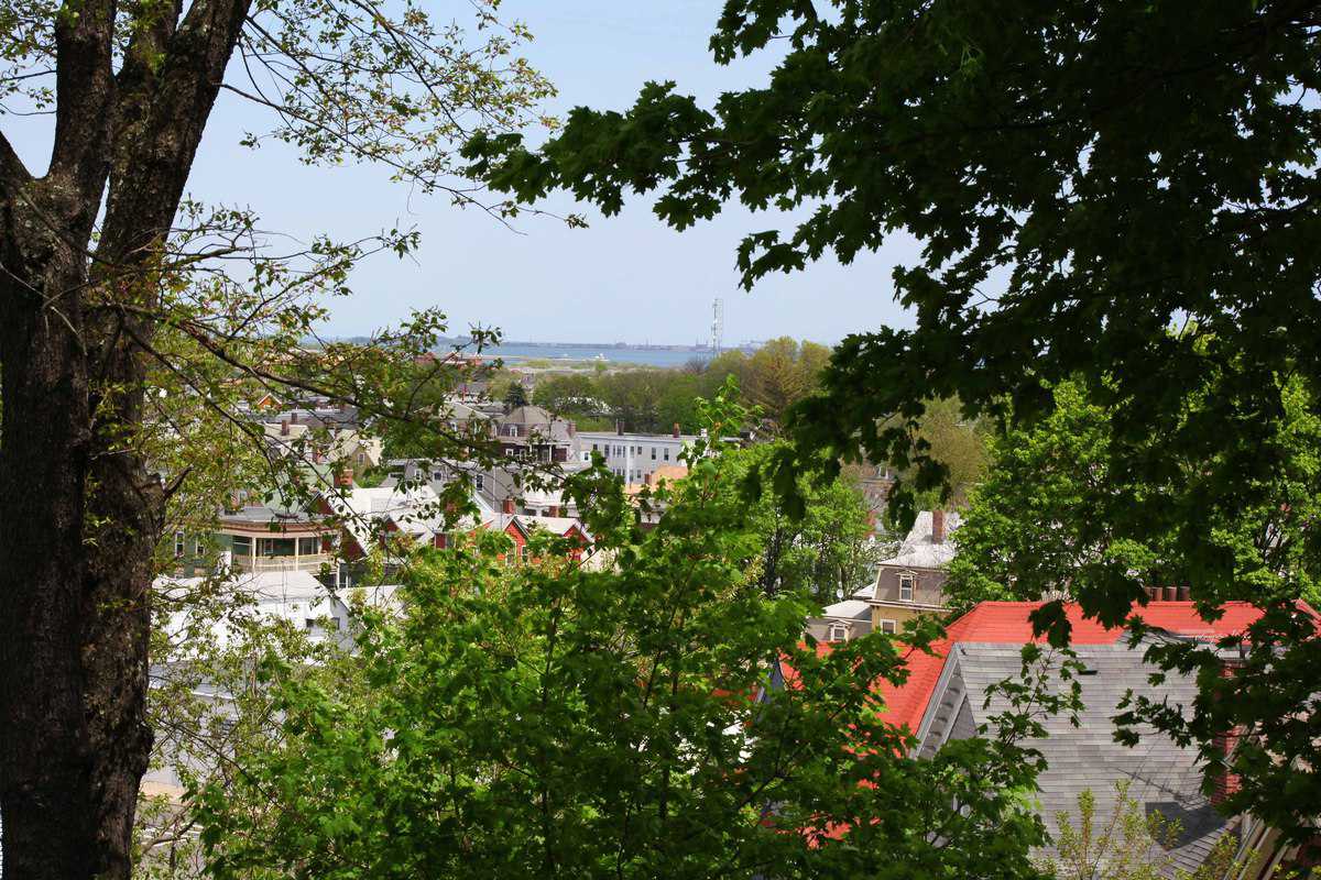 A vibrant view of a neighborhood is framed by lush green tree branches. Rooftops of various buildings, including some with red accents, are visible below, with the distant horizon suggesting a body of water beyond.