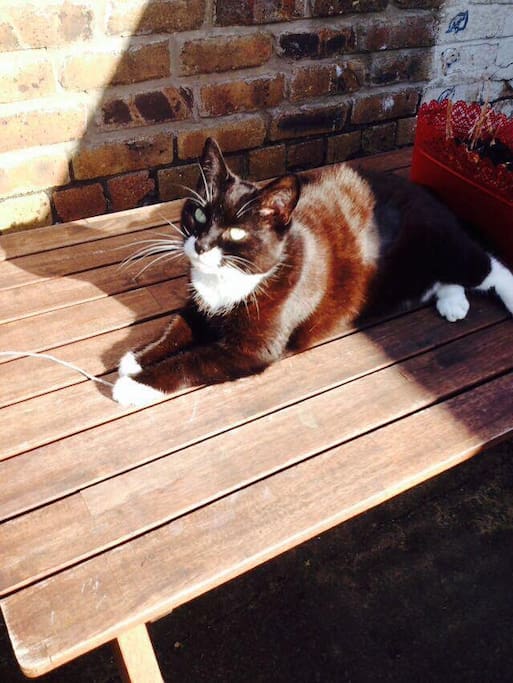 Bojangles our third housemate